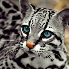 Схема вышивки «Оцелот»