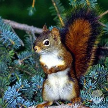 Схема вышивки «Бельчонок»