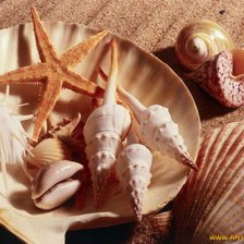 Схема вышивки «раковины»