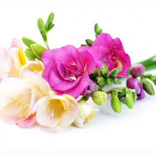 Схема вышивки «Фрезии»