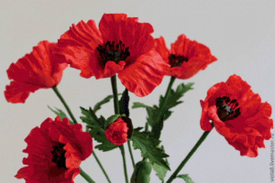 маки - цветы, природа - предпросмотр