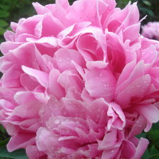 Схема вышивки «№967359»