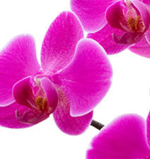 Схема вышивки «триптих2»