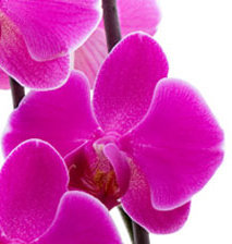 Схема вышивки «триптих3»