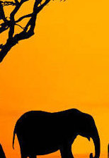 Схема вышивки «африка21»