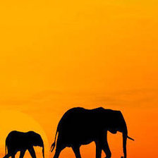 Схема вышивки «африка3»