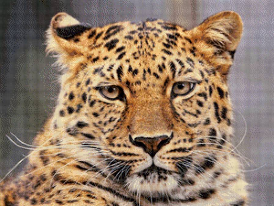 Леопард - предпросмотр