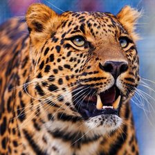 Схема вышивки «Леопард 3»