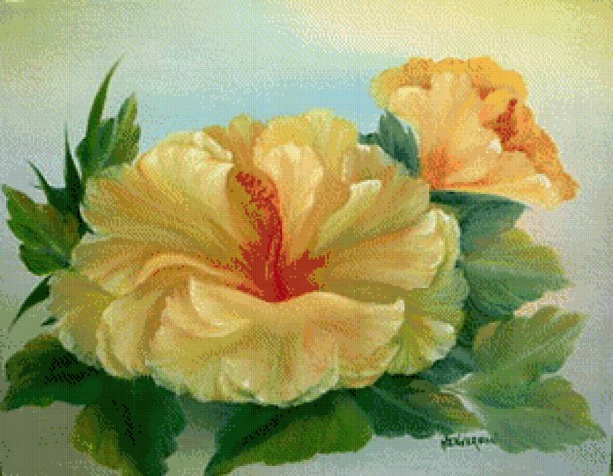 гибискус - цветы.гибискус - предпросмотр