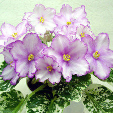 Схема вышивки «фиалки»