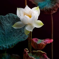 Схема вышивки «Панно Лотосы.»