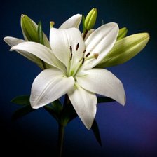 Схема вышивки «Лилии 2»