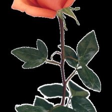 Схема вышивки «серия "розы"»