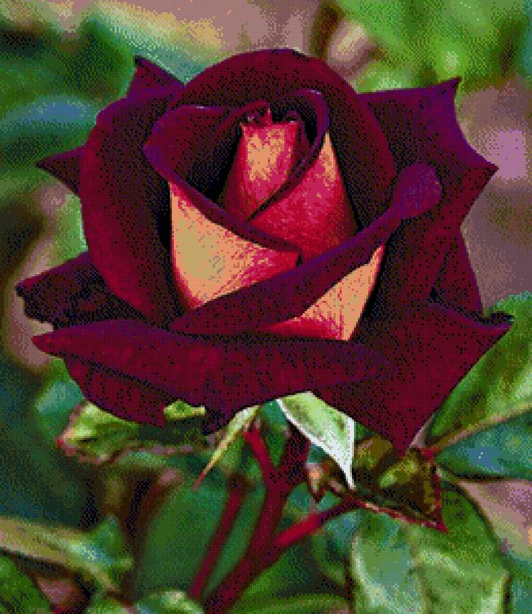 серия "розы" - цветы.розы - предпросмотр