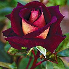 Схема вышивки «серия "розы"»