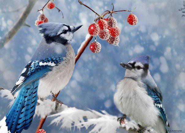 Зимові пташки - картина, птицы, пара, зима - оригинал