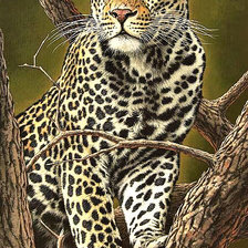 Схема вышивки «Серия "Дикая природа"»