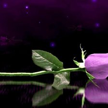 Схема вышивки «trandafirul mov»