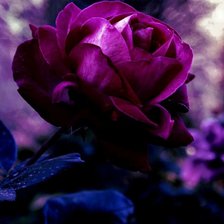 Схема вышивки «trandafirul mov1»