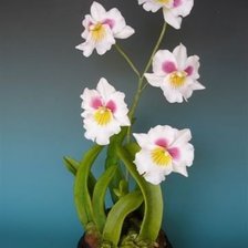 Схема вышивки «орхидеи»