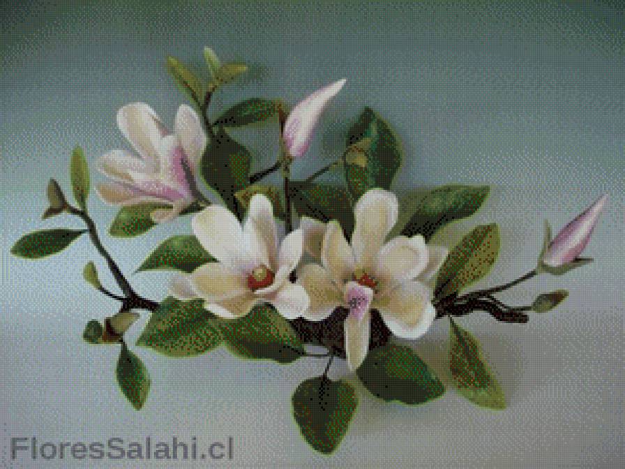 магнолия - цветы.магнолия - предпросмотр