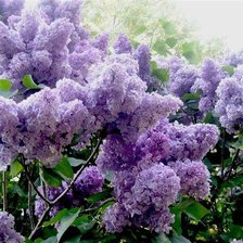 Схема вышивки «сирень»