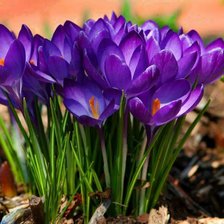крокусы