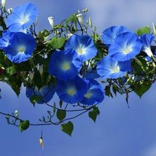 Схема вышивки «винька»