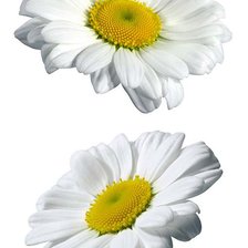 Схема вышивки «ромашки»