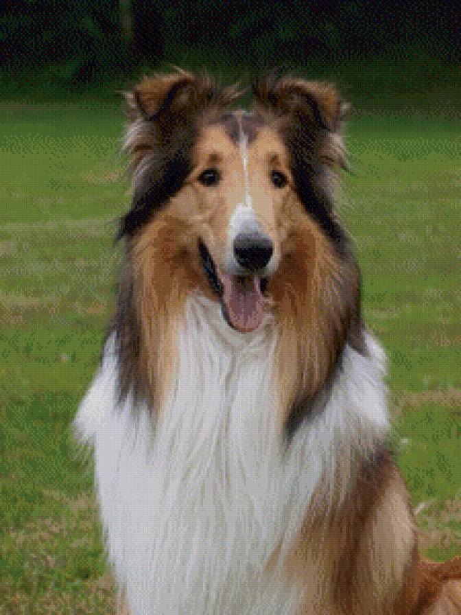 Колли - собака, животные - предпросмотр