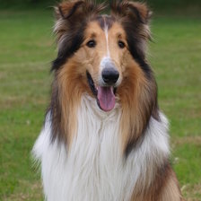 Схема вышивки «Колли»