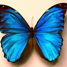 Схема вышивки «Бабочка»