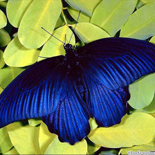 Схема вышивки «Бабочка»