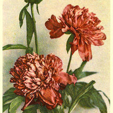 Схема вышивки «пионы»