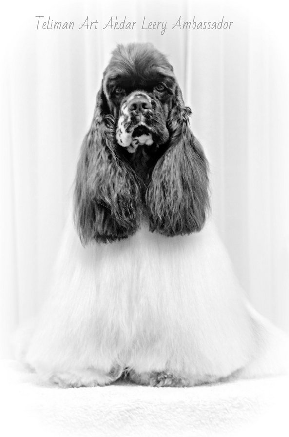 Bass - оригинал