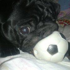 Схема вышивки «Малышка мой мопсик»