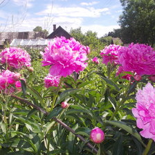 Схема вышивки «пионы»