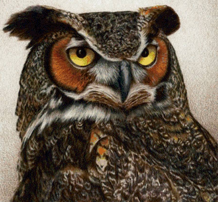 Серия "Пернатые" - сова, портрет, филин - предпросмотр