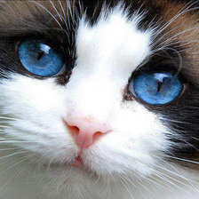 Схема вышивки «котик»