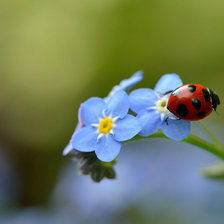 Схема вышивки «букашка»