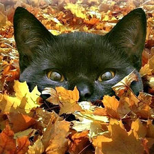 Схема вышивки «Серия "Домашние любимцы"»