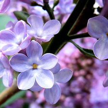 Схема вышивки «Счастье есть!»