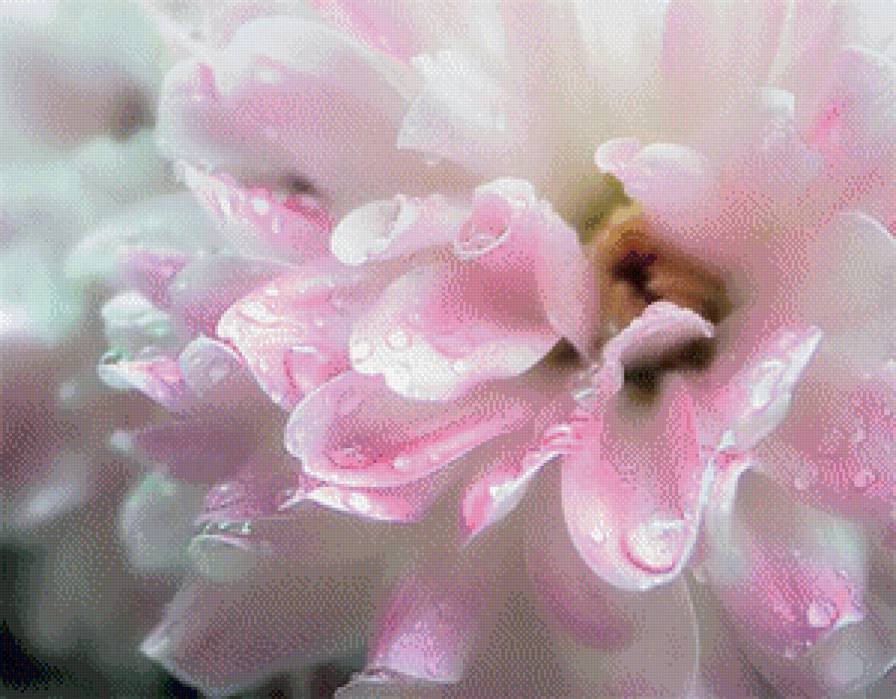 нежность - цветок, нежность - предпросмотр