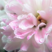 Схема вышивки «нежность»