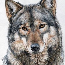 Схема вышивки «Серия "Дикая природа"»