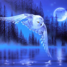 Волшебство ночи