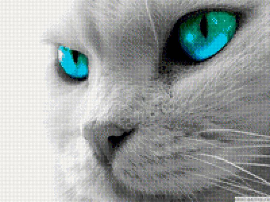 Мяу муррр - предпросмотр