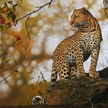 Схема вышивки «гипард»