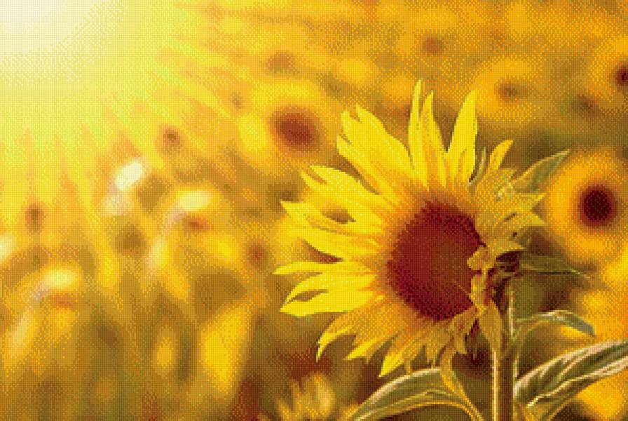 Подсолнух - предпросмотр