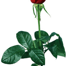 Роза на белом фоне